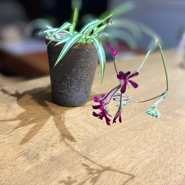 buchiさんの部屋