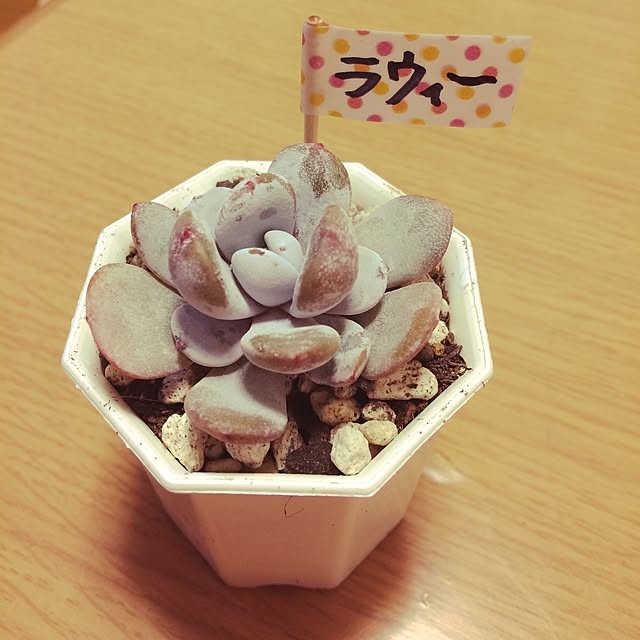 machiさんの実例写真