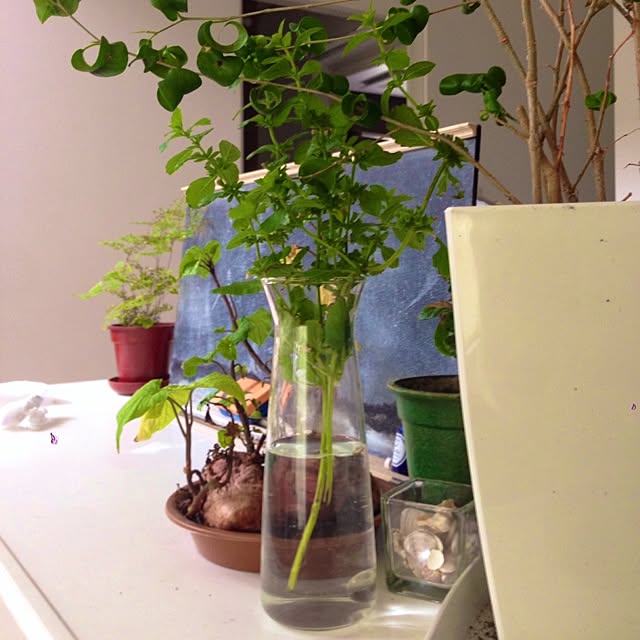 Kanaeさんの実例写真