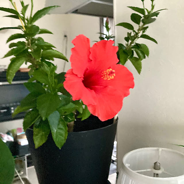 MOMOMAMAさんの部屋