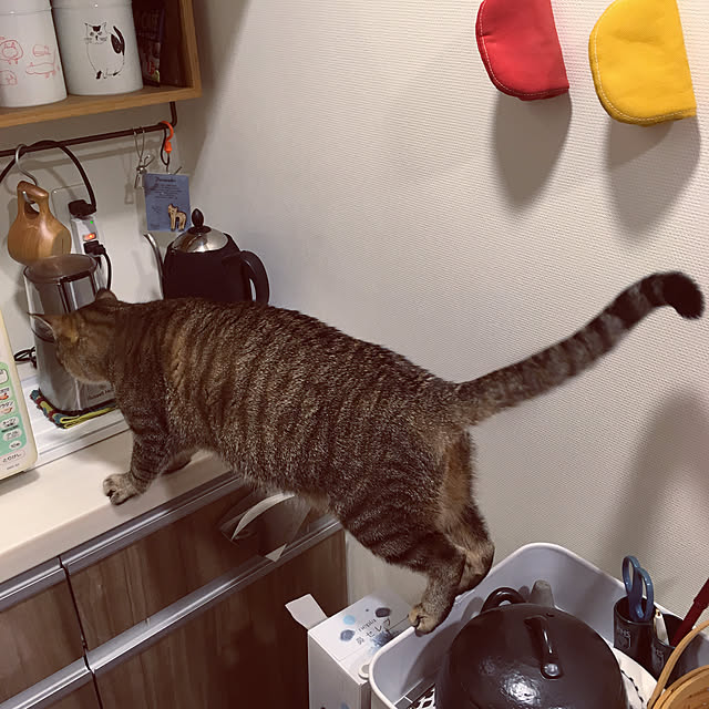 mikomaruさんの実例写真
