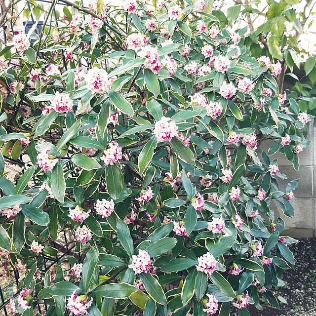 mimi828さんの実例写真