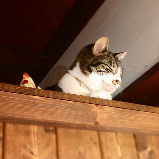 yukiさんの実例写真