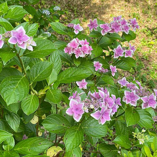 mamizaさんの部屋