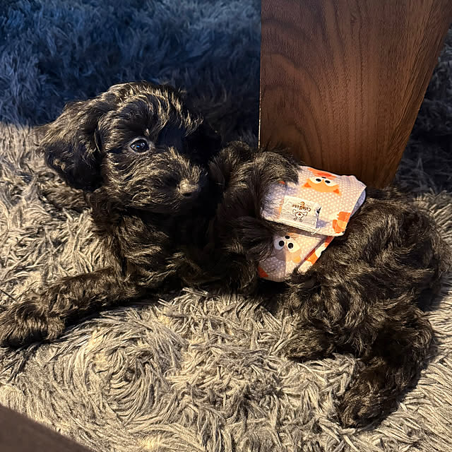 ya-coさんの実例写真