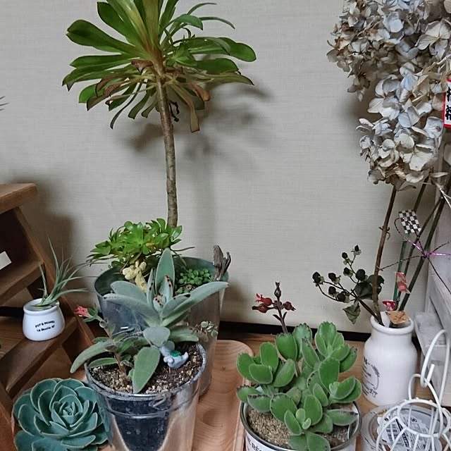 pocoさんの実例写真