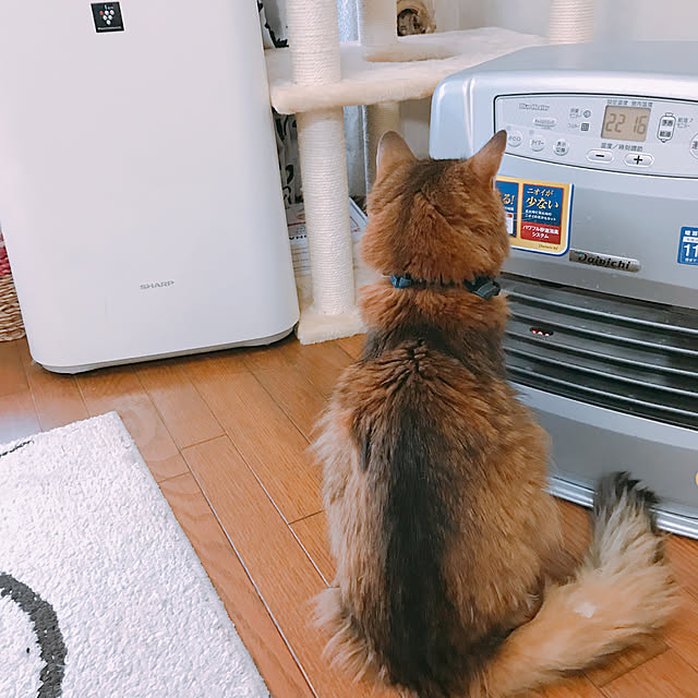 yukarinさんの実例写真