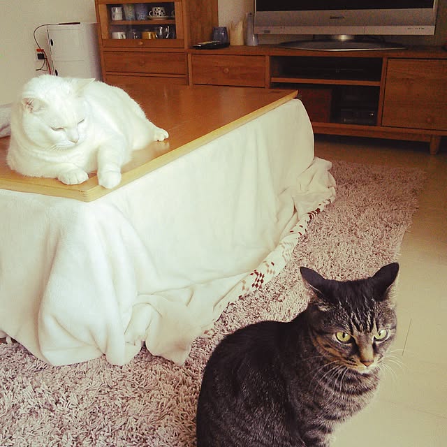 shiroromemeiさんの実例写真