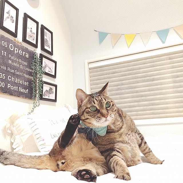 lovecatさんの実例写真