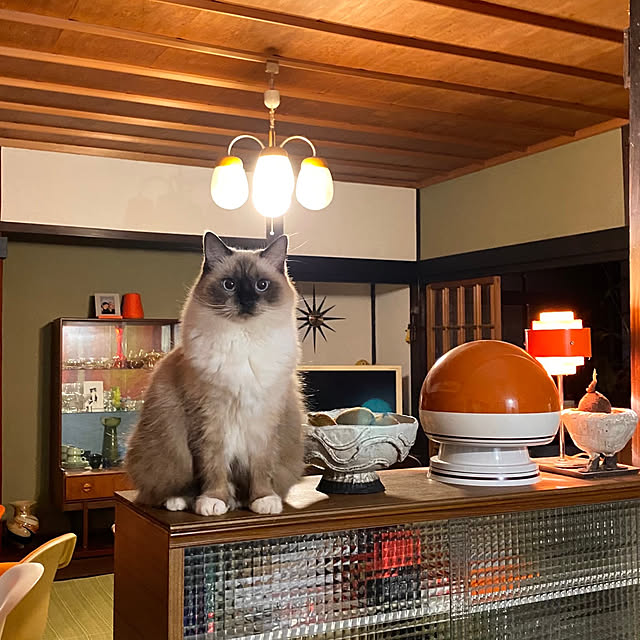 joshua.treeさんの実例写真