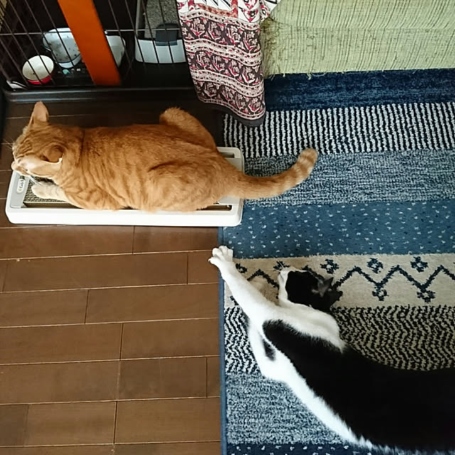 okyosan101さんの実例写真