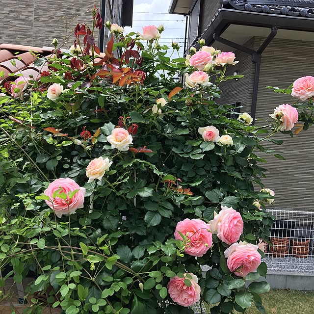 yuimokochanさんの実例写真
