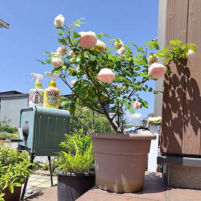 mutsuさんの実例写真