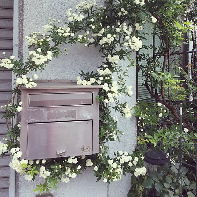 greenroseさんの実例写真