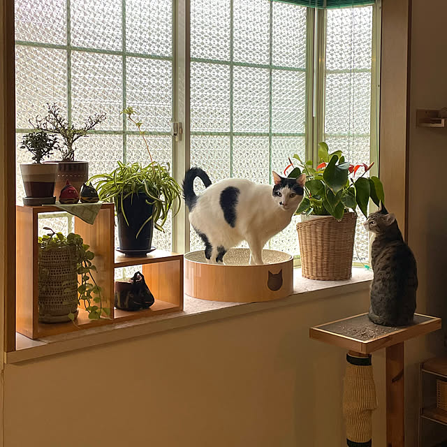 nobikoさんの部屋