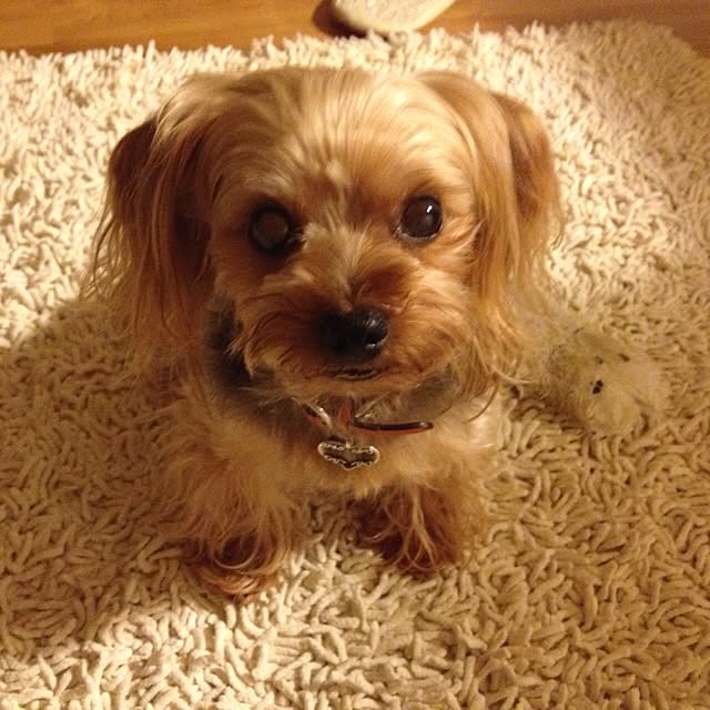 popiさんの実例写真