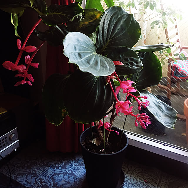 リビング/植物のある暮らし/観葉植物/植物のインテリア実例 - 2018-07-16 13:49:32