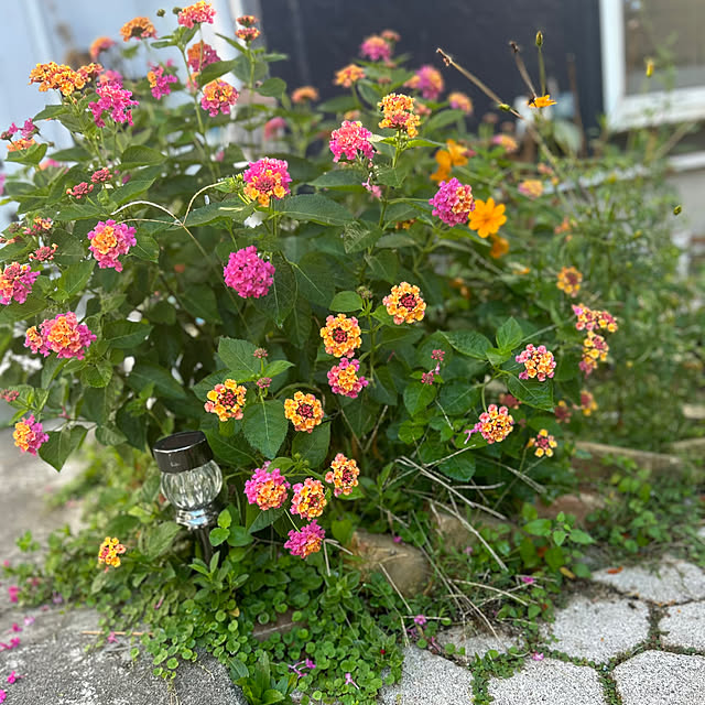 Fumiさんの実例写真