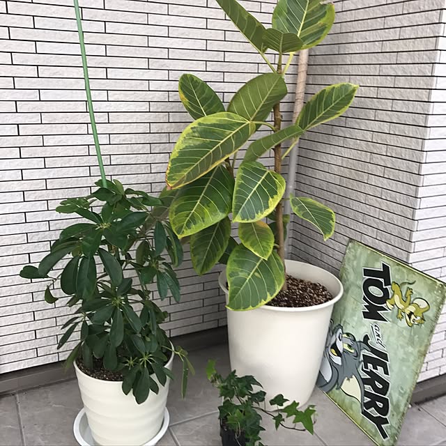 Sayさんの実例写真