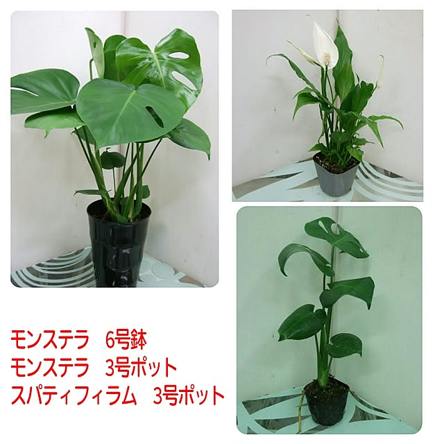 Rocoさんの実例写真