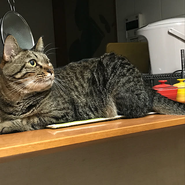 mayさんの実例写真