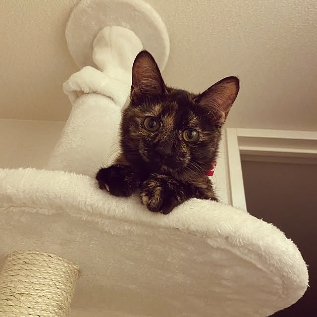 nanccccyさんの実例写真