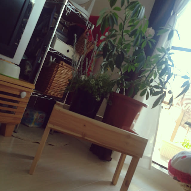 リビング/DIY/観葉植物のインテリア実例 - 2017-09-29 13:51:56