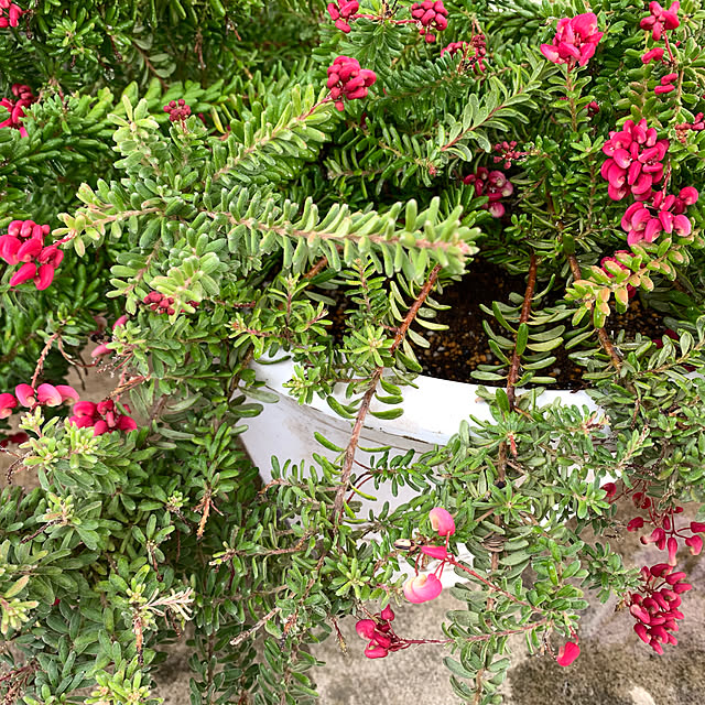 AYUKOさんの実例写真