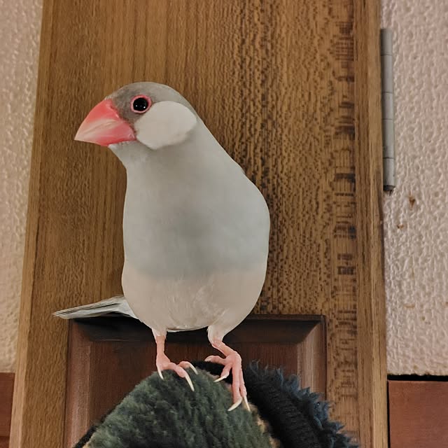 copippiさんの部屋