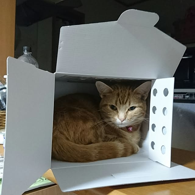 shinobuさんの実例写真