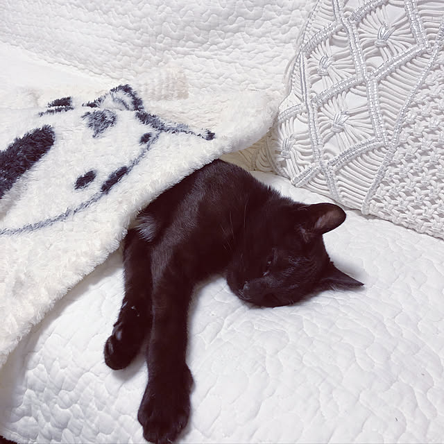 nekomiさんの実例写真