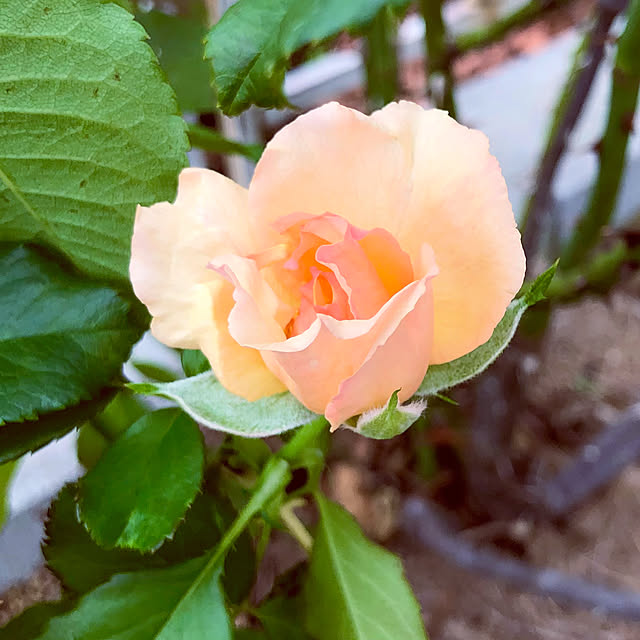 tomoさんの部屋