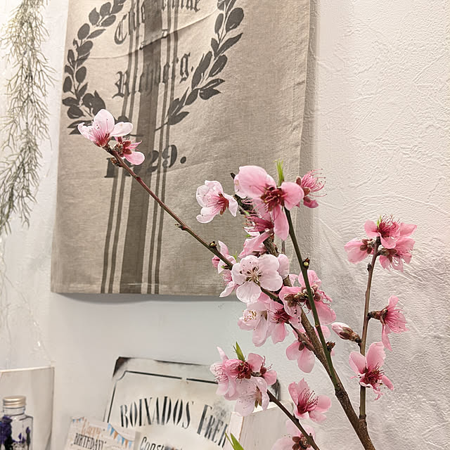 Sakura_hanaさんの実例写真