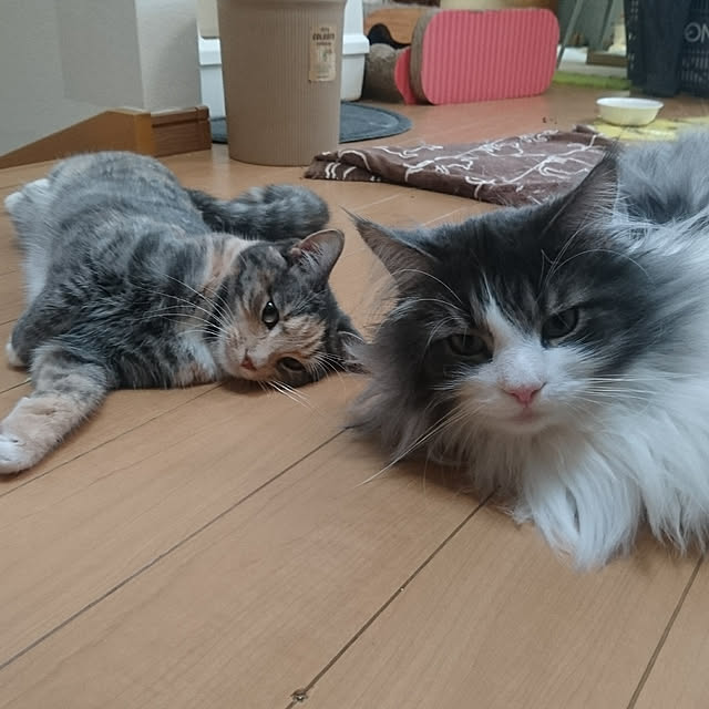 shinobuさんの実例写真