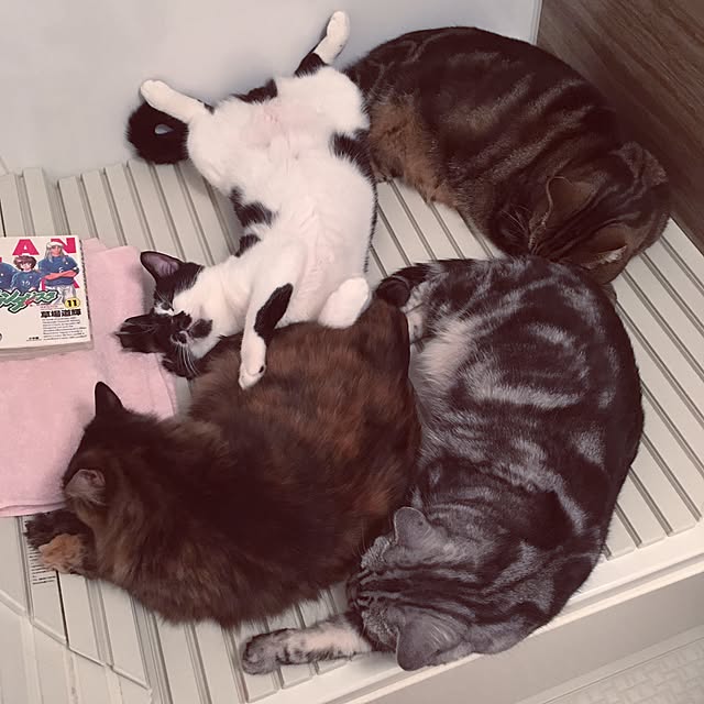mikomaruさんの実例写真