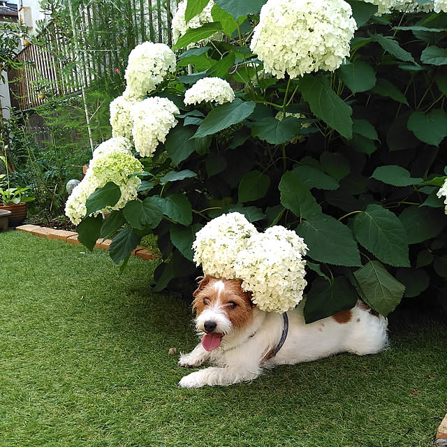 mintさんの実例写真