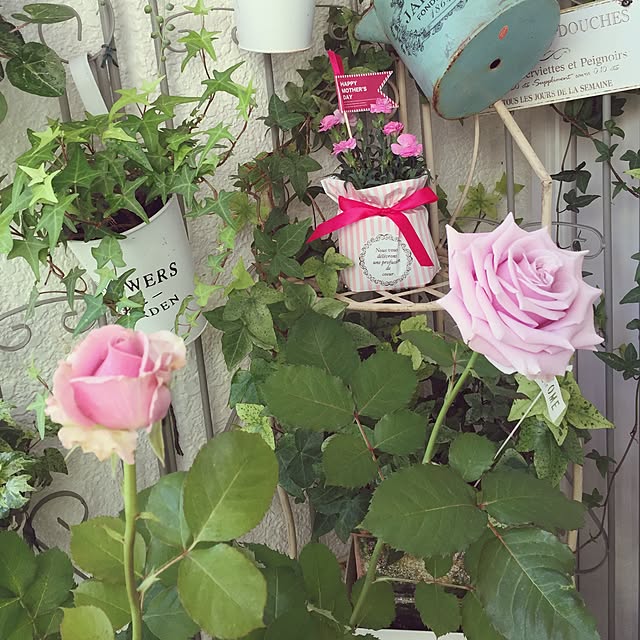 greenroseさんの実例写真