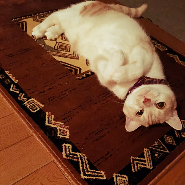 aiaiさんの実例写真