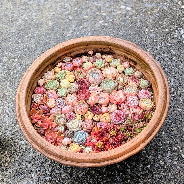 purpureさんの部屋