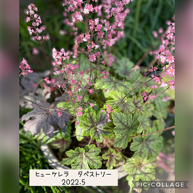 buchiさんの実例写真