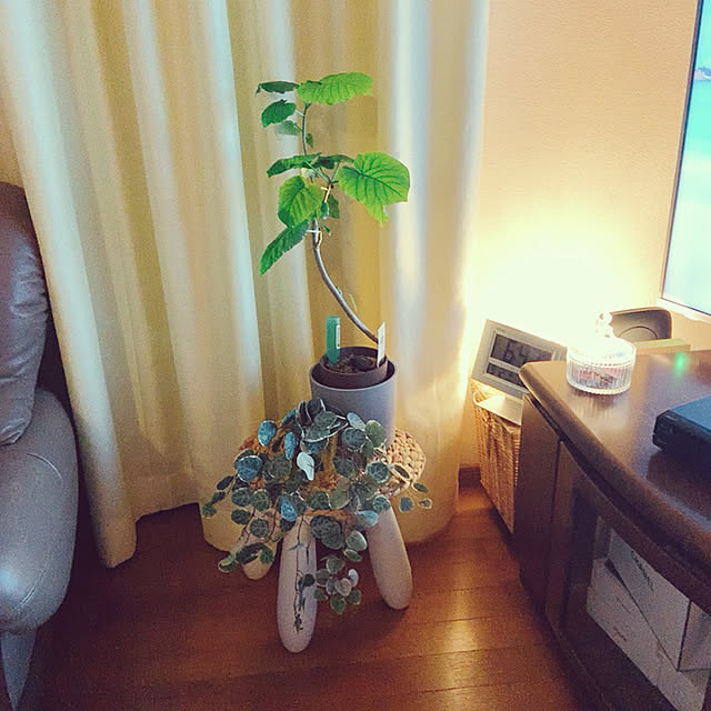 リビング/観葉植物/ニトリ/フェイクグリーン/IKEA...などのインテリア実例 - 2021-03-06 18:17:48