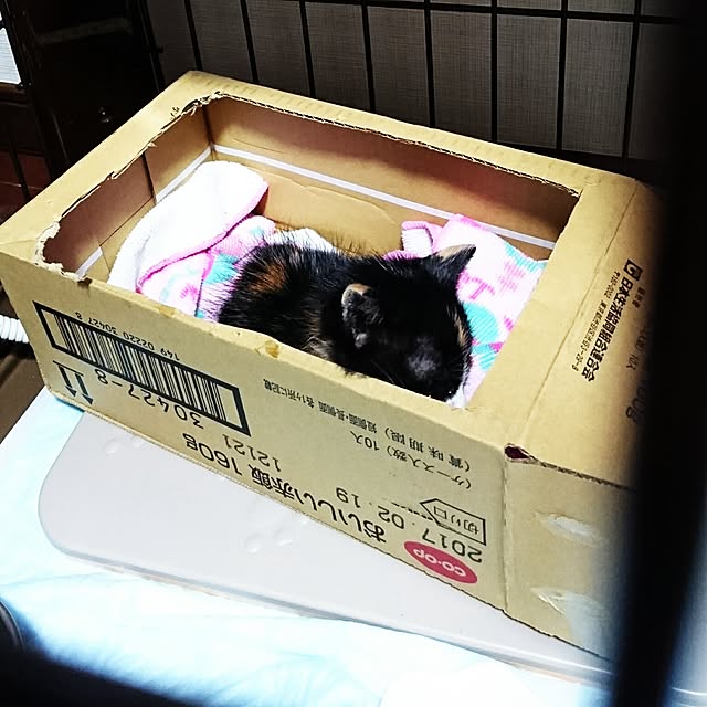 annさんの実例写真