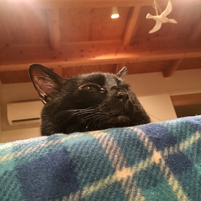 pitaさんの実例写真
