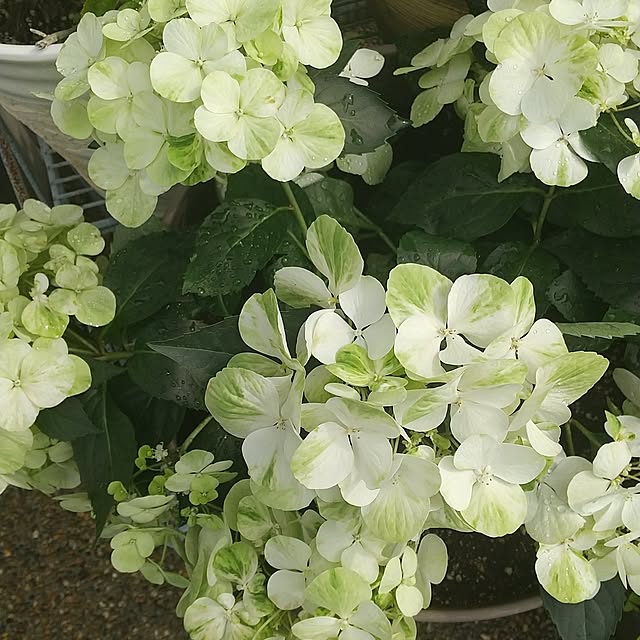 ronさんの部屋