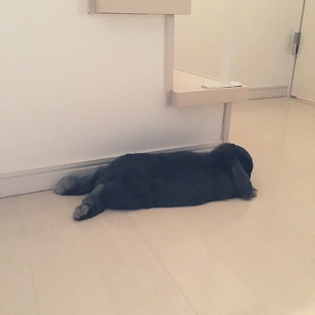 sumichuさんの実例写真
