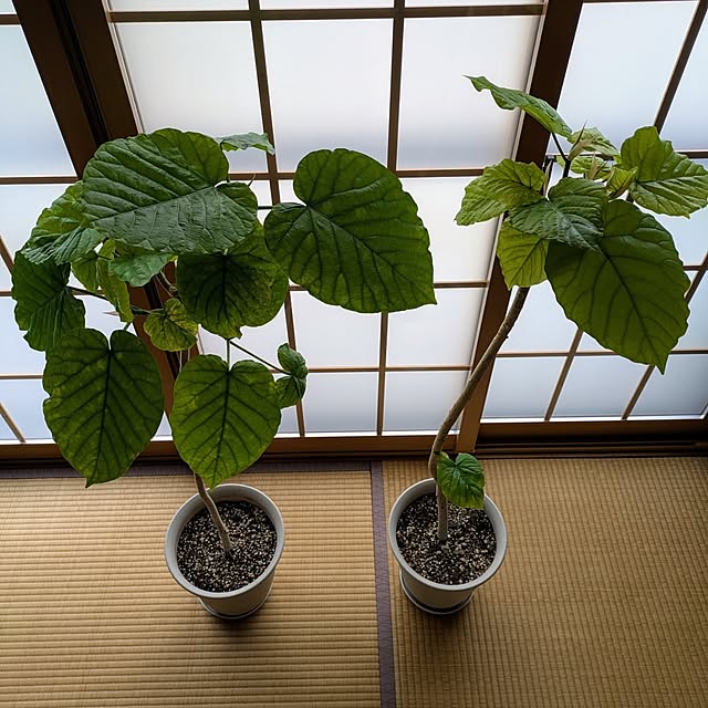 Renさんの実例写真