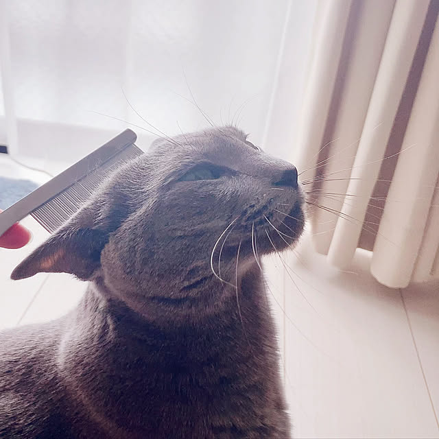 snoopyさんの実例写真