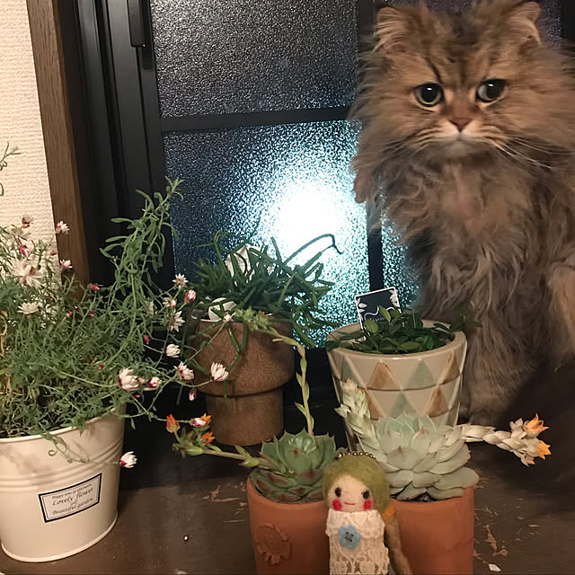 メル/猫/多肉植物/観葉植物/ベッド周りのインテリア実例 - 2019-04-14 09:08:56