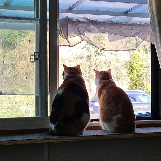 koyurizuさんの部屋