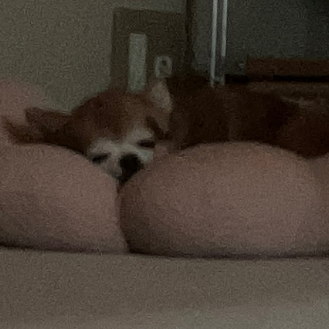 koroさんの部屋